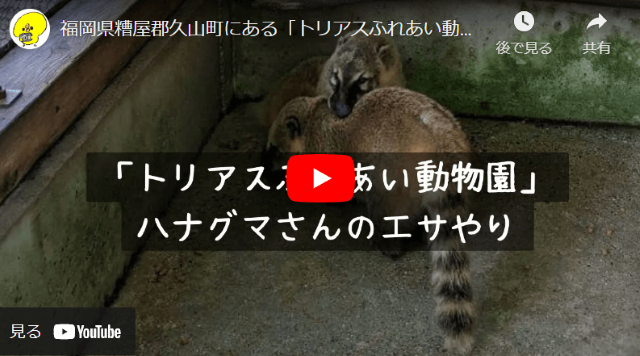 福岡県糟屋郡久山町にある「トリアスふれあい動物園」にいるハナグマにエサを与えている動画YouTube紹介